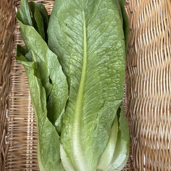 Cos Lettuce