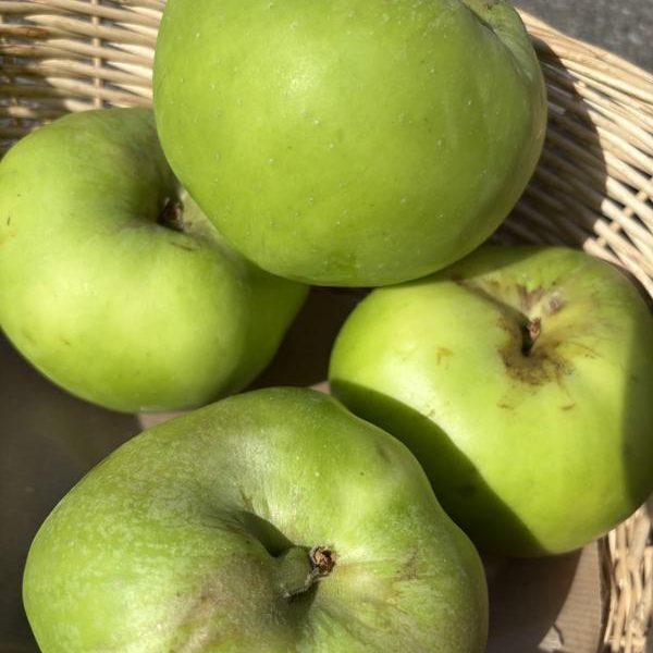 Bramley Apples