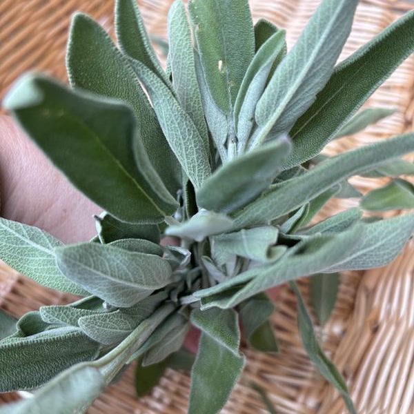 Sage Bunch