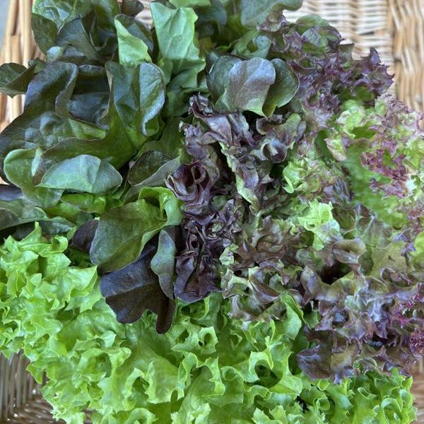 Growing Lettuce Trio