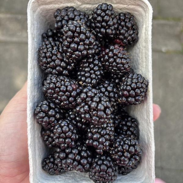 Blackberries