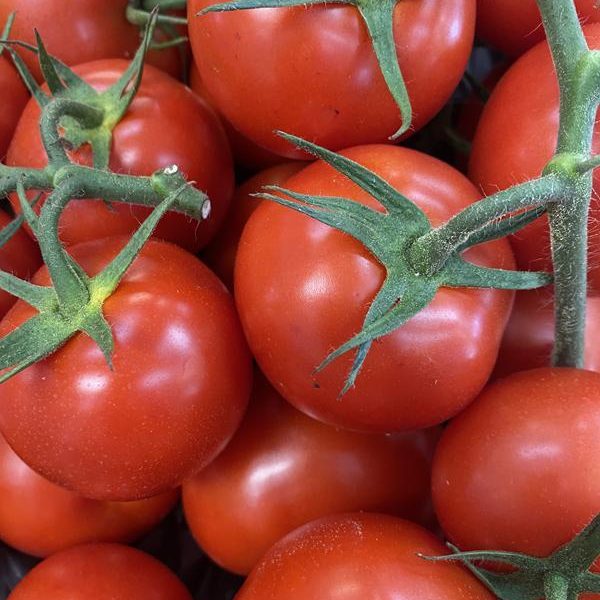 Large Vine Tomatoes