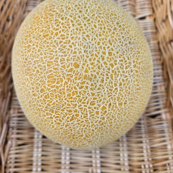 Galia Melon