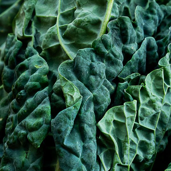 Cavolo Nero