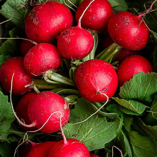 Radish Bunch